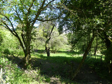 Photos de la parcelle en Mai 2021