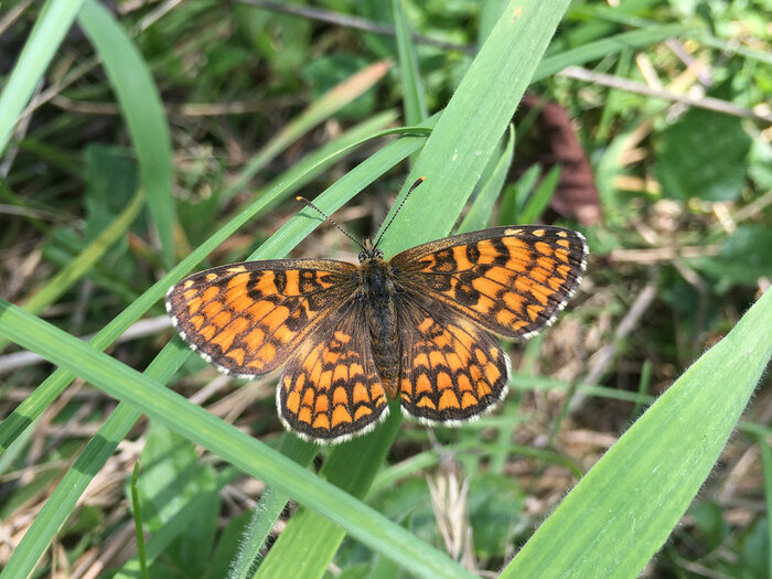 Photo du papillon : la Mélitée du mélampyre