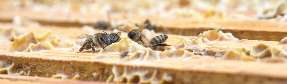 (c) WWF Vaud\Lucas Margueron
