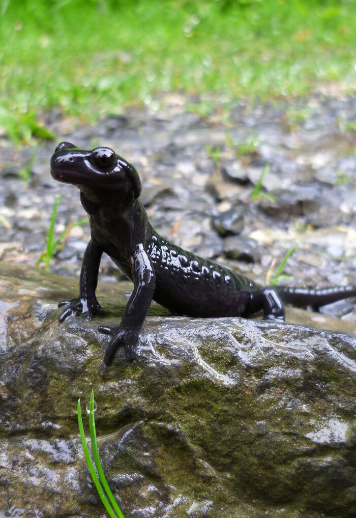 Photo de salamandre noire (Salamandra atra) dans les Préalpes vaudoises.