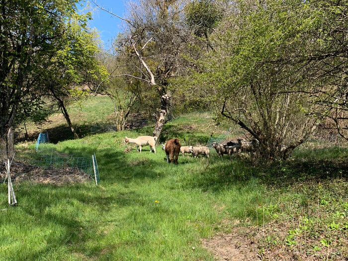 Photo de moutons et de lamas en patûrage