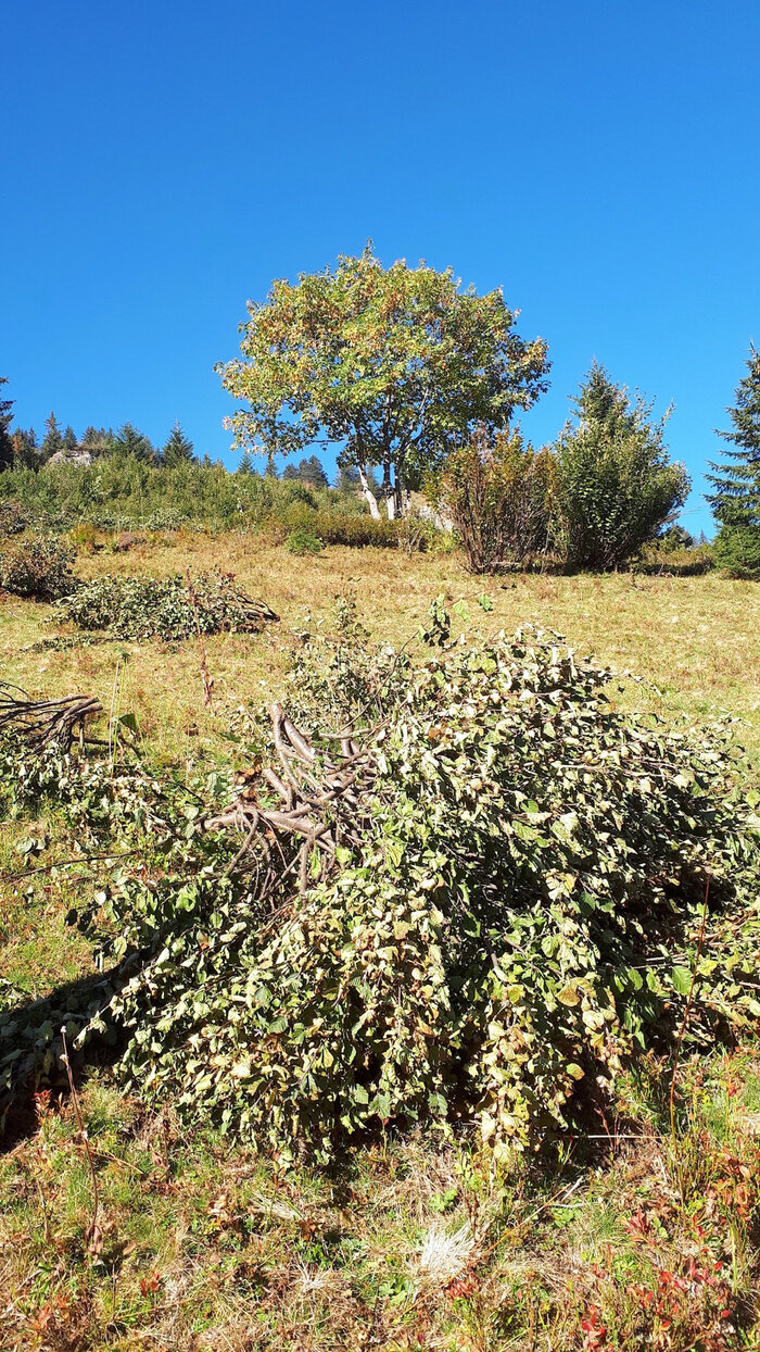 Photo des vernes coupées